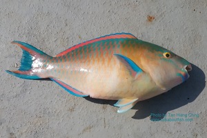 Parrot Fish