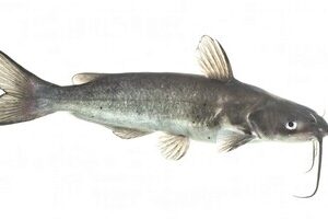 Catfish