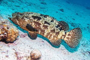 Brown Grouper