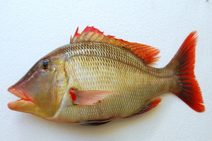Emperor