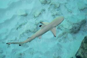Baby Shark