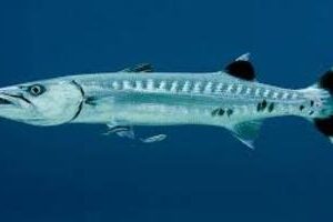 Barracuda