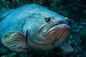 Grouper fish