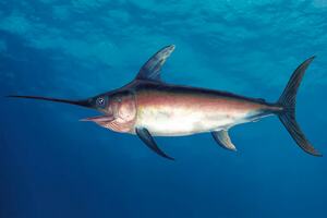 Sword Fish